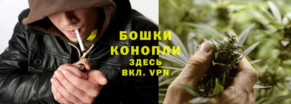 прущие грибы Надым